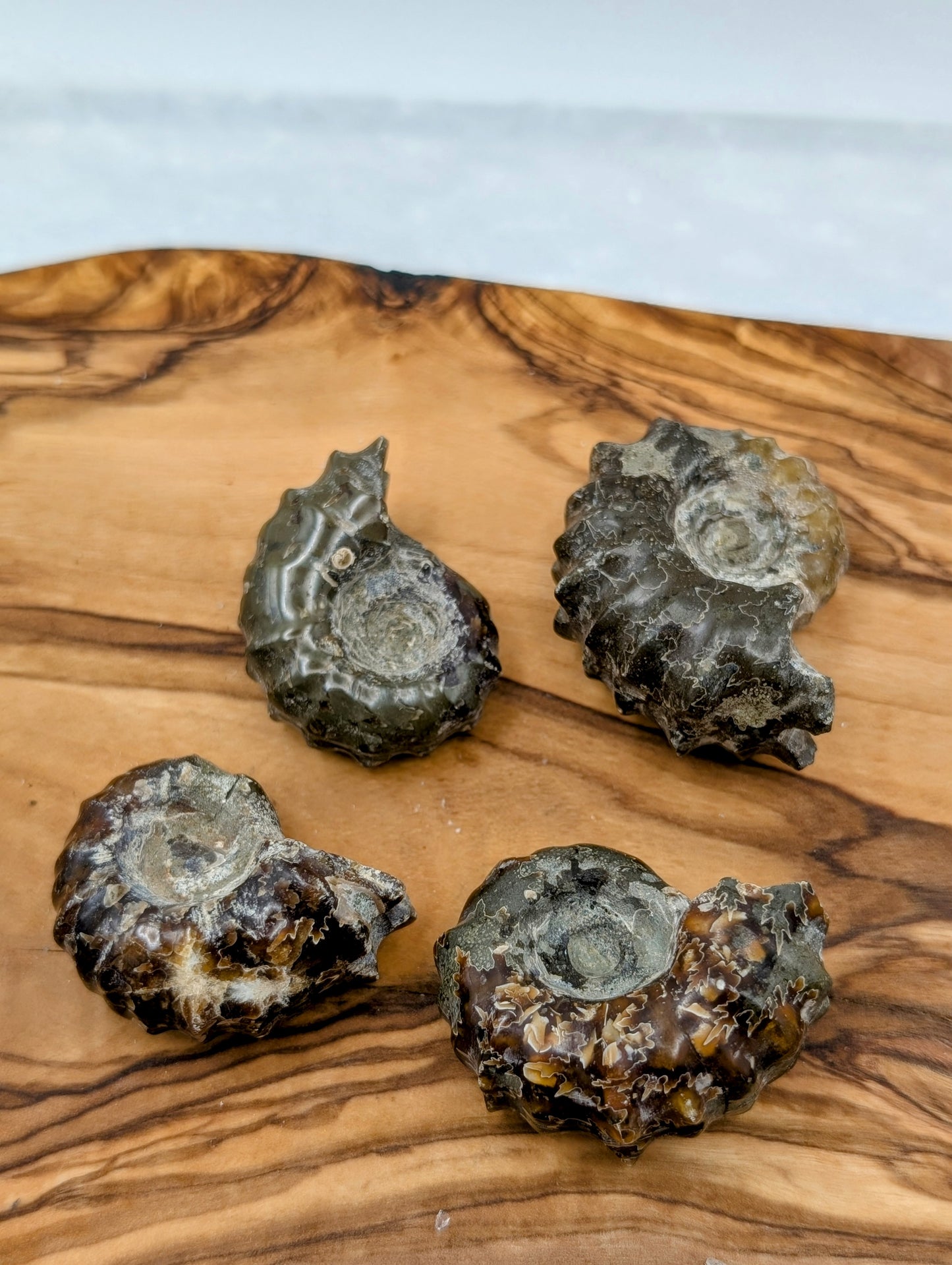 Ammonite Stones
