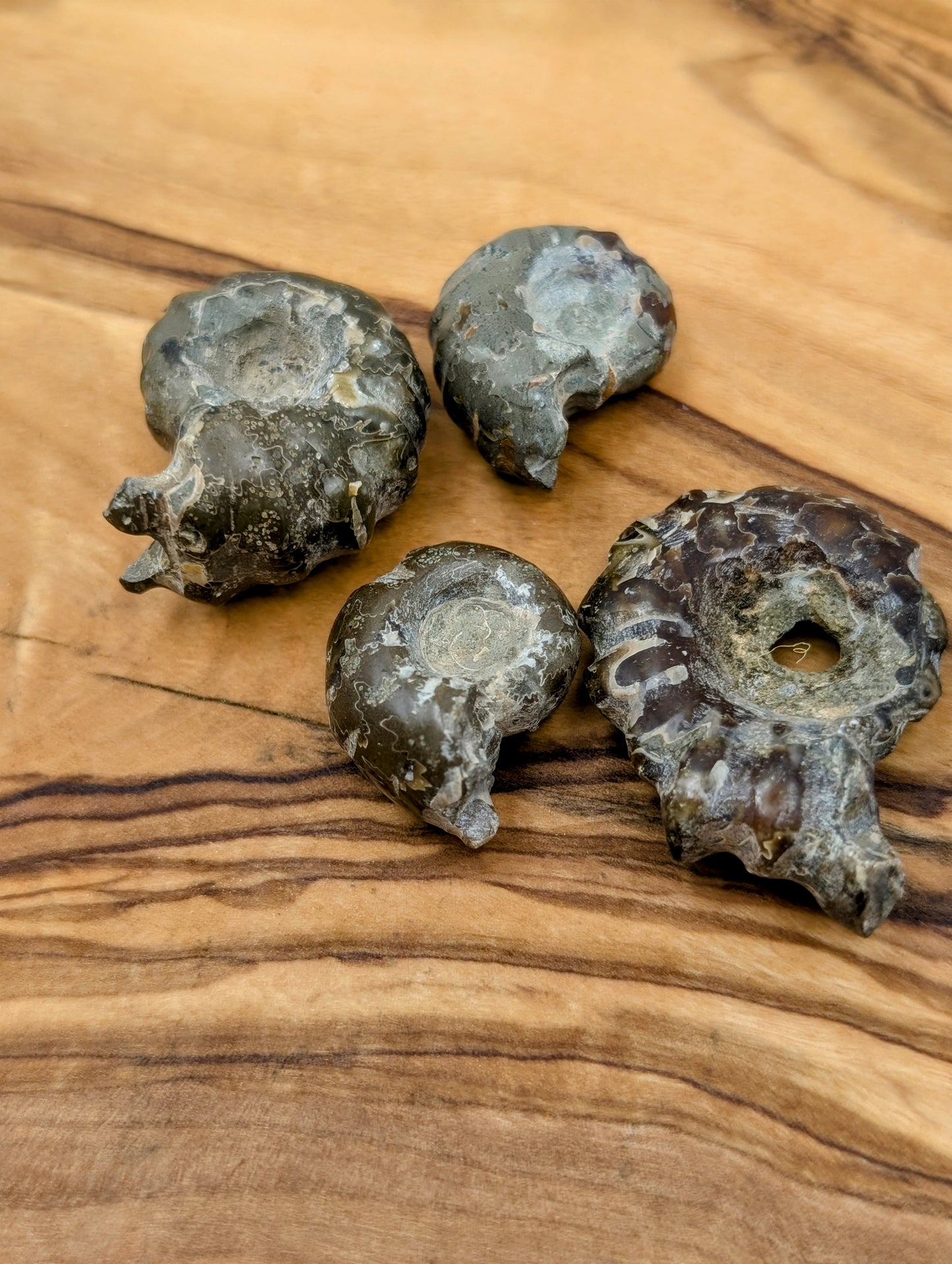 Small Ammonite Stones
