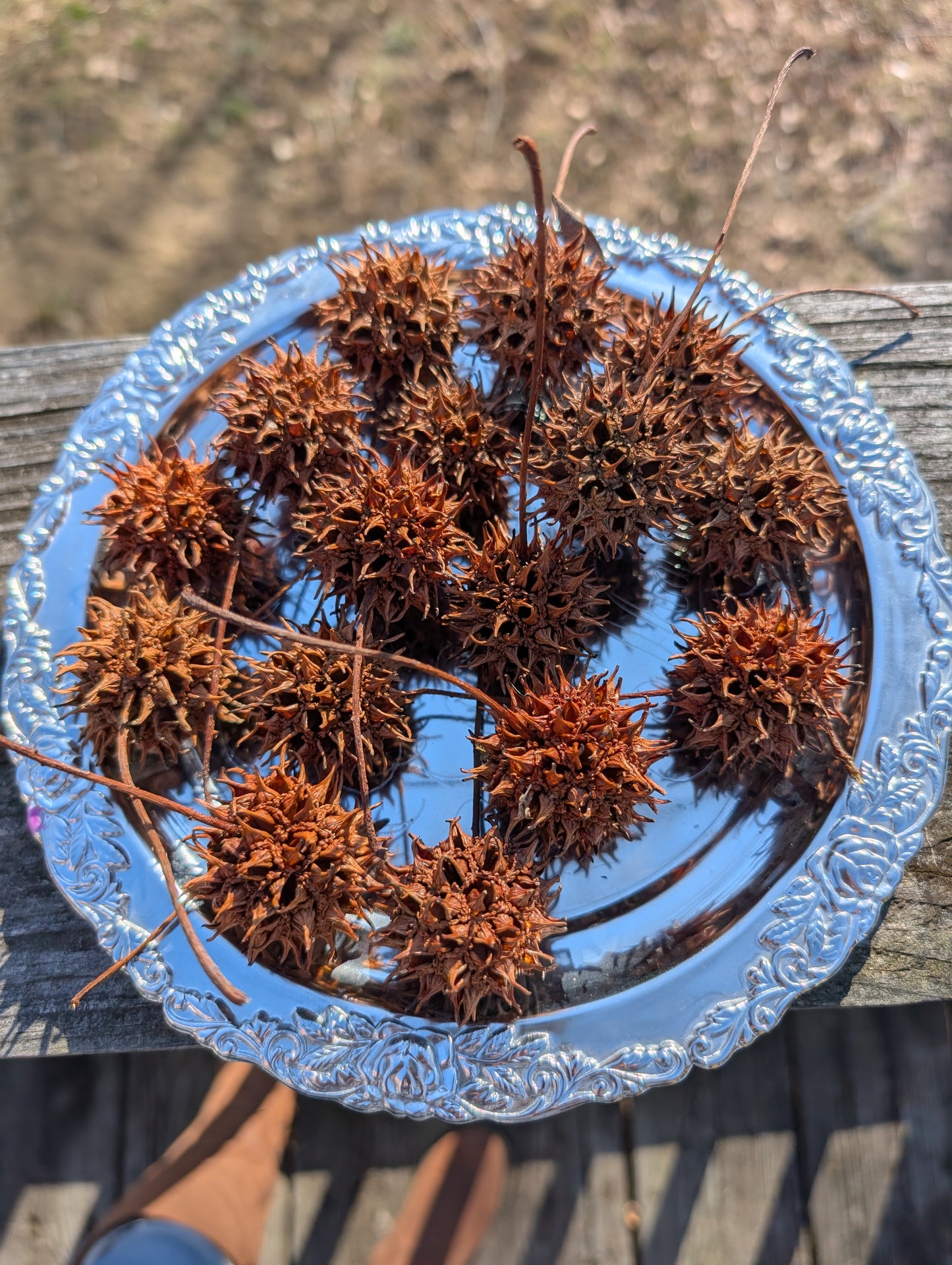 Sweetgum Pods (Set of 3) | Wild-Harvested Witchcraft Ingredients | Protection & Spellwork Pods