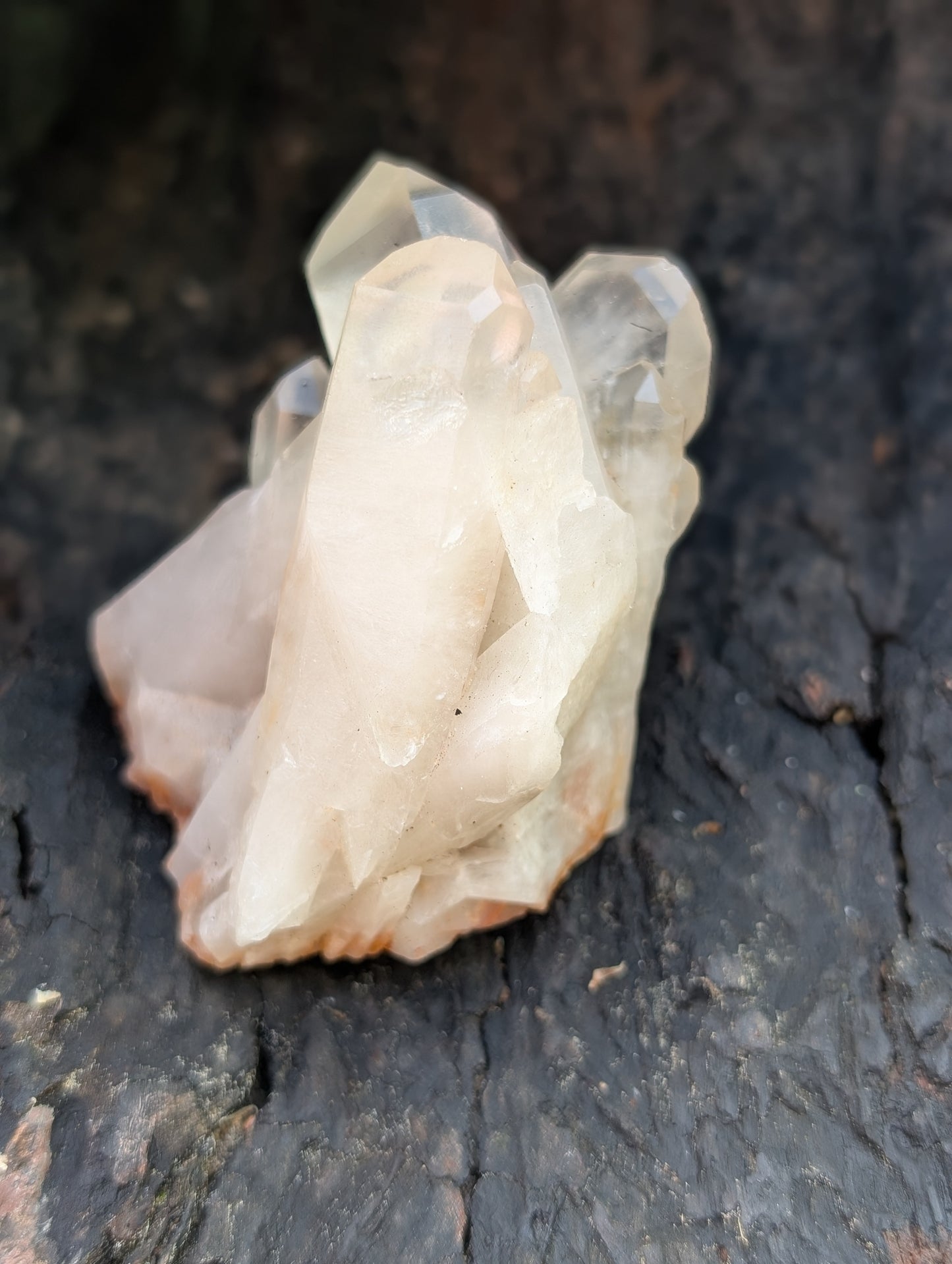 Natural Clear Quartz Cluster - 6 to 8 Points (they are everywhere!)