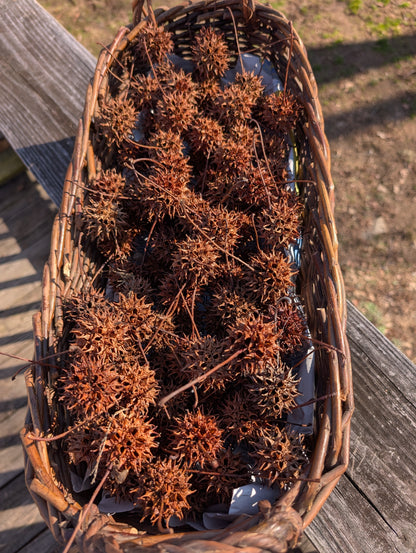 Sweetgum Pods (Set of 3) | Wild-Harvested Witchcraft Ingredients | Protection & Spellwork Pods