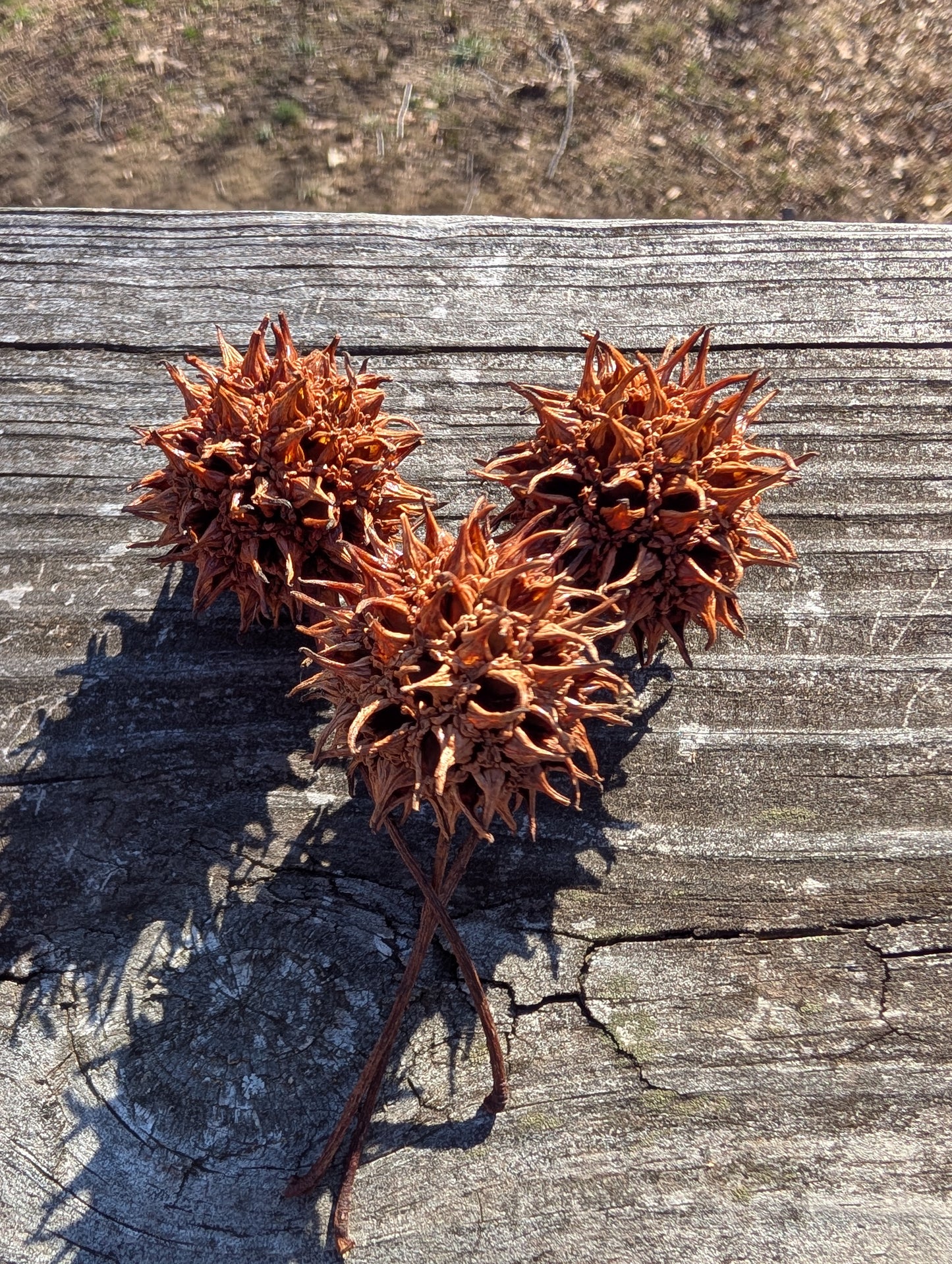 Sweetgum Pods (Set of 3) | Wild-Harvested Witchcraft Ingredients | Protection & Spellwork Pods
