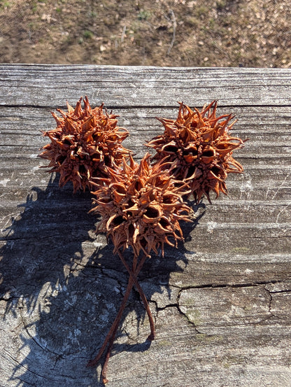 Sweetgum Pods (Set of 3) | Wild-Harvested Witchcraft Ingredients | Protection & Spellwork Pods