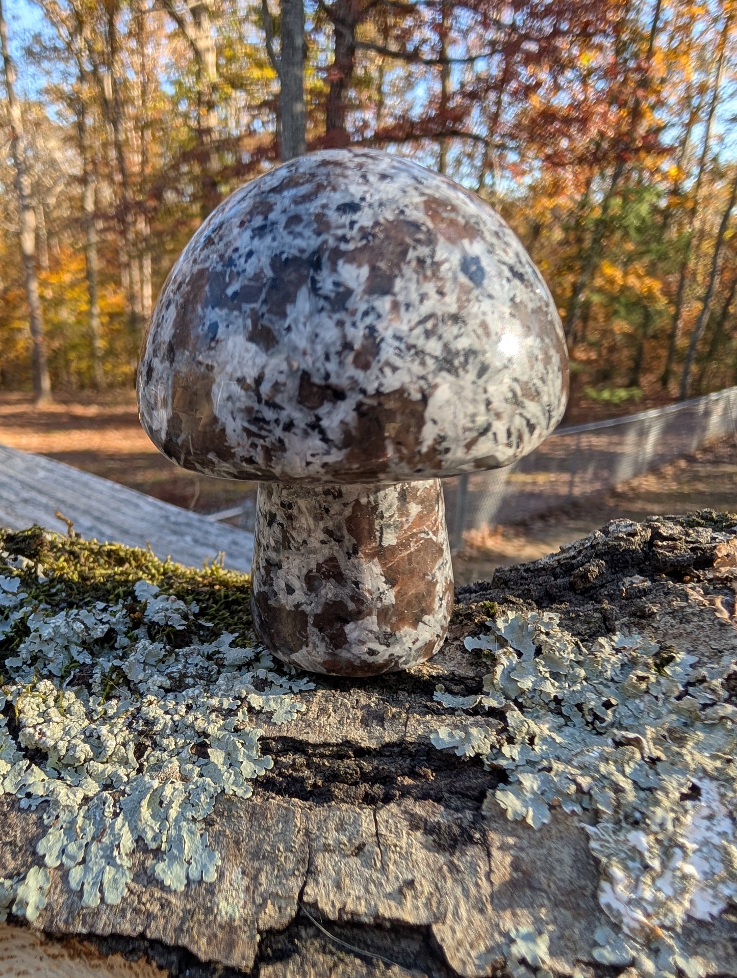 Yooperlite Mushroom
